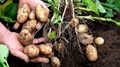 China Will Grow Potatoes On The Moon In 2018