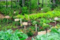 Tips for a Perfect Vegetable Garden