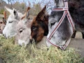 What makes Donkey Milk sell for Rs 10000 per litre; Health benefits inside