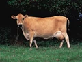 Why Jersey Cows are in Huge Demand?