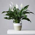 4 Best Indoor Plants For Your Home