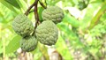 Why Custard Apple Growers in Andhra Pradesh Facing Losses Despite Good Yield?