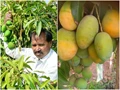 How YouTube Inspired This Farmer to Grow World’s Most Expensive Mangoes