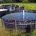 What are the Pros and Cons of Biofloc Fish Farming