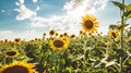 Sunflower oil: Is it good for your health?