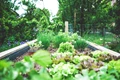 Top 6 Winters Vegetables to Grow in Your Kitchen Garden