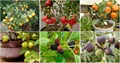 Fastest Growing Fruit Trees in India