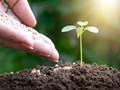 Organic Farming: Different Types of Organic Fertilizer for Your Garden