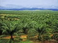 Cabinet Approves Budget for National Mission to Increase Palm Oil Production: Complete Details Inside