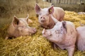 Pig Farming: GADVASU Organizes Training for Livestock Farmers