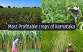 Top 7 Profitable Crops of Karnataka