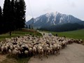 Sheep Farming in Jammu & Kashmir Must Be Prioritised By the Government