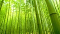 More than one lakh farmers would be direclty benefitted by Government's Restructured National Bamboo Mission .