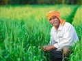 Good News! Haryana Government to Provide 50% Subsidy for Cultivation of Horticulture crops