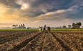 Karnataka Records Bumper Sowing, Farmers Worried