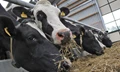 GADVASU spreads awareness on “Parasitic Infections in Livestock”
