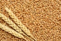 Rashtriya Krishi Vikas Yojana: Get 50% Subsidy for Buying Certified Wheat Seeds