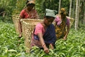 Tea planters in Assam hoping to get the funding for promotion of tea
