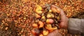 Government’s Palm Oil Mission; A Recipe for Ecological Disaster?