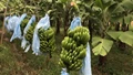 Earn up to Rs 8 Lakh from Banana Farming; Know Cost & Profit Details