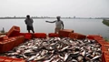 Fish Farming Gaining Popularity in UP