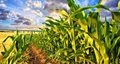 Crop Rotation: The Secret of Healthier Harvests