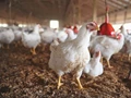 GADVASU Organizes Training on “Poultry Farming”