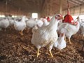 GADVASU Organizes Training on “Poultry Farming”