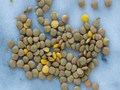 India Approves Lentil Imports from Russia for a Six-Month Period