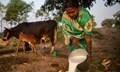 Government is Offering Loan Along With 33% Subsidy to Start Dairy Business