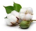 Cotton seed production cutoff