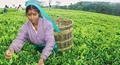 Tea Board Releases Rs. 6.72 crore Subsidy in South India