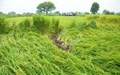 Heavy Rainfall in September May Impact Kharif Crop: IMD