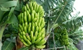 How to Start a Profitable Banana Farming Business; Cost & Profit Details Inside