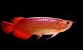 Vastu Tips: This Fish that brings Happiness and Prosperity to Home