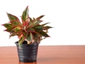 5 Air Purifying Indoor Plants that Require Low light