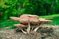 Mushroom Leather: A Sustainable Alternative to Animal Skin