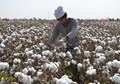 Cotton Production in Gujarat's Saurashtra Region Could Be Delayed Due to Floods
