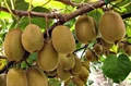 Kiwi is no more imported Fruit, it is very much Indian now Organization of Organic Kiwifruit (SPOOOK) at Manipur Launched