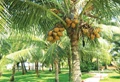 Coconut Gardening: Step-by Step Guide for Beginners