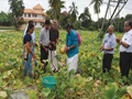 Seedless Watermelon Varieties Developed By Kerala Agri University Becoming Popular