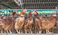 A Guide to Poultry Farming Business in India