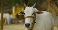 Godhan Nyay Yojana: An Extra Source of Income for Dairy Farmers