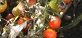 Wild Tomato Resistant to a wide range of Pests and Insects