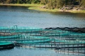 Sustainable Aquaculture: Kings Infra to Provide Training to 5,000 Farmers in Coastal Regions