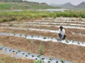Drip Irrigation By An Israeli Business Might Transform Agriculture Forever