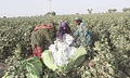 30 percent Cotton Area in Punjab’s Mansa, Bathinda Districts Suffer Pest Attack