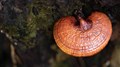 Reishi Mushroom: Uses and Unknown Health Benefits