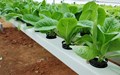Plants Grow Better in Hydroponics or Soil?