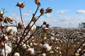 US Cotton Exports Register Record Growth in 2020-21: Vietnam Largest Buyer after 6 Years